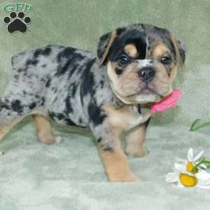 Bella, Miniature Bulldog Puppy